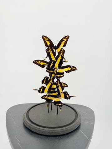 Ulysses vlinders Taxidermie volledige montage - Papilio