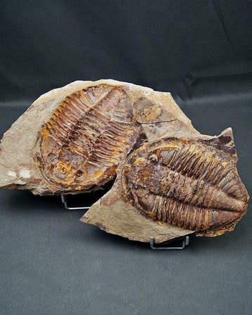 Trilobiet - Gefossiliseerd dier - Enorme trilobite Asaphus