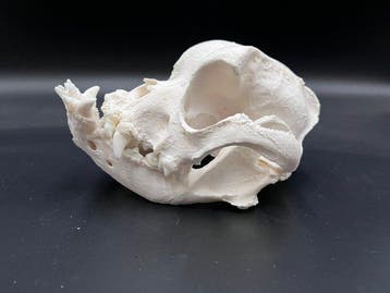 Hond Schedel - Engelse bulldog - 0 cm - 0 cm - 0 cm - (1), Nieuw