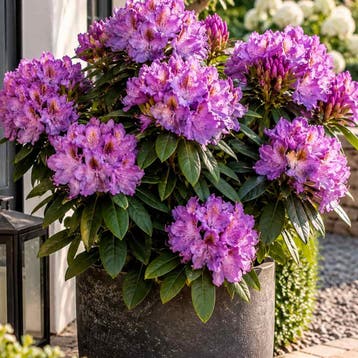 Rododendron ‘Marcel Menard’ container (P23) Sierplanten, Verzenden, Overige soorten, Halfschaduw