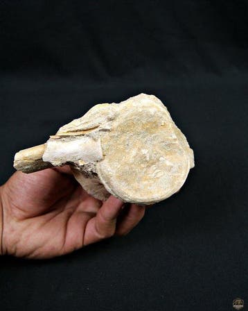 Mosasaurus - Fossiel bot - Mosasaurus Prognotodon - 16 cm