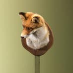 Vos Taxidermie Opgezette Dieren By Max, Verzamelen, Ophalen of Verzenden, Nieuw, Wild dier, Opgezet dier