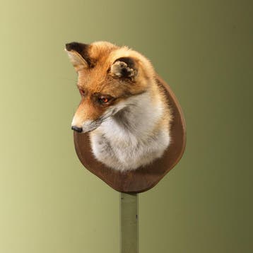 Vos Taxidermie Opgezette Dieren By Max, Ophalen of Verzenden, Nieuw, Wild dier, Opgezet dier