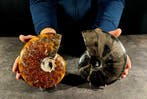 berispten - Gefossiliseerd dier - cleoniceras + cleoniceras