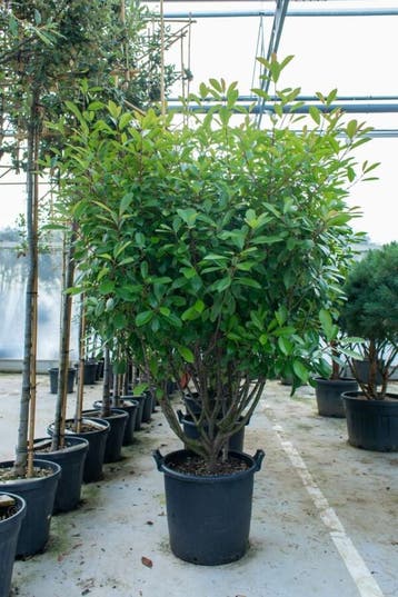 Photinia fraseri Red Robin meerstammig 250-300