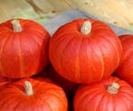 Bol-p-5106 f1 organic biologische kabocha kleinverpakking, Hobby en Vrije tijd, Ophalen of Verzenden, Nieuw