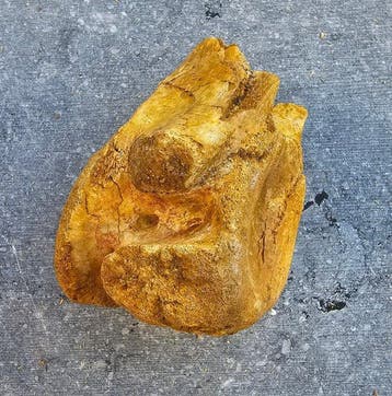 Krokodil - Fossiel bot - 8 cm - 7 cm (Zonder minimumprijs)