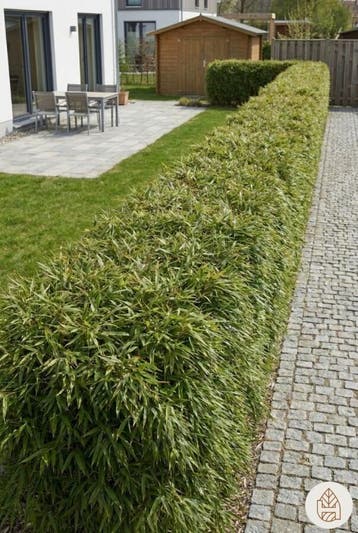 Bamboe / Fargesia Rufa 60-80 cm - Pot, Tuin en Terras