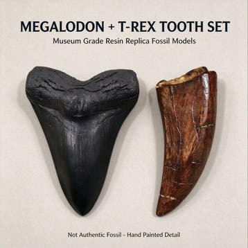 Replica T-Rex- en Megalodon-tanden - Fossiele tand - 12 cm -