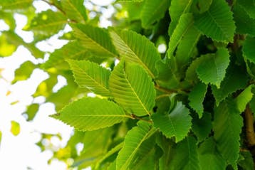 Carpinus betulus Frans Fontaine hoogstam