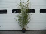 Phyllostachys bissetii, nigra, aurea en Fargesia rufa bamboe, Tuin en Terras, Planten | Tuinplanten, Overige soorten, Vaste plant