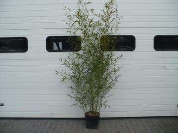 Phyllostachys bissetii, nigra, aurea en Fargesia rufa bamboe, Overige soorten, Vaste plant, Ophalen of Verzenden, Bloeit niet