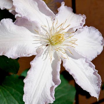 Clematis Gladys Picard container (C2) Sierplanten, Verzenden, Klimplanten, Halfschaduw