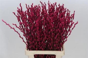 Katjeswilg gekleurde wilgenkatjes salix cerise bundel 10, Ophalen of Verzenden, Nieuw