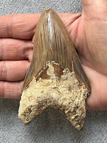 Megalodons tand 11,1 cm - Fossiele tand - Carcharocles, Verzamelen, Mineralen en Fossielen