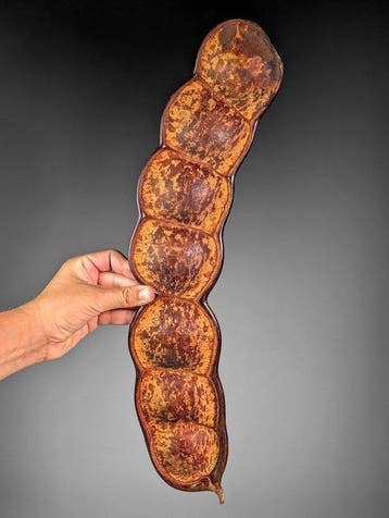 Monkey-Ladder of Sea Bean Seed-pod Taxidermie volledige, Nieuw