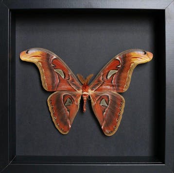 Vlinder Taxidermie volledige montage - Attacus atlas - 23 cm, Antiek en Kunst, Curiosa en Brocante