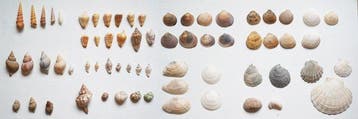 Zeeslak Schelpdier - Mollusca (Zonder minimumprijs), Nieuw