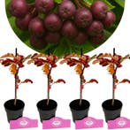 Sorbus Burka  + Pot 9cm 4 pcs, Verzenden, Halfschaduw