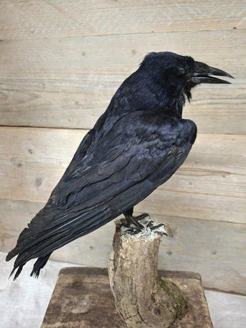 Kraai Taxidermie volledige montage - corvus corone - 40 cm -