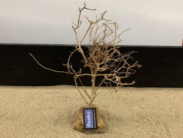 Osaka Bonsai Tree nr 11 - 30x15x40cm - aquascaping boom, Ophalen of Verzenden, Nieuw, Plant(en), Steen of Hout