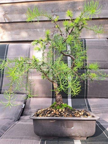 Lariks bonsai (Larix) - Hoogte (boom): 33 cm - Diepte
