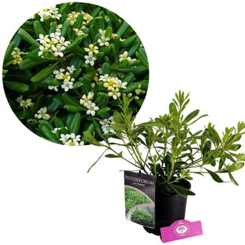 Pittosporum tobira Nanum + pot 17cm, Verzenden