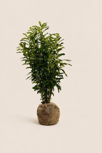 Laurier Genolia 60 tot 225cm met kluit smalle haag, Tuin en Terras, Verzenden, Laurier, Haag, 100 tot 250 cm