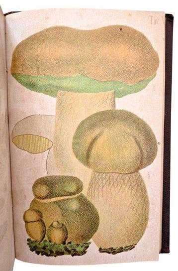Farneti - Funghi Mangerecci e Velenosi [7 Tavole a Colori] -