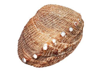 Haliotis walallensis - Zeldzame Platte Abalone -, Nieuw