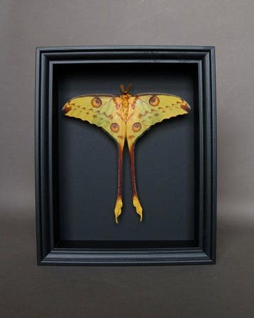 Mot Taxidermie volledige montage - Argema mittrei - 25 cm -, Nieuw