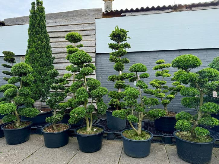 Tuinbonsai: 2de paasdag geopend !!!!, Tuin en Terras, Planten | Bomen, Overige soorten, In pot, 100 tot 250 cm, Bloeit niet, Ophalen