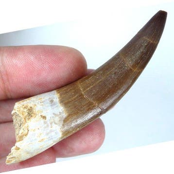 Plesiosaurus-tand - Grote maat - Fossiele tand - Zafarasaura, Verzamelen, Mineralen en Fossielen