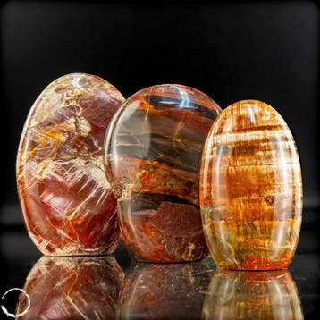Natuurlijk versteend hout-set uit Madagaskar –