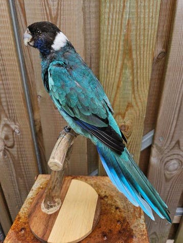 Prachtige barnard parkiet Taxidermie volledige montage -, Nieuw