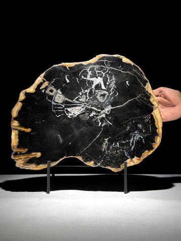 Indrukwekkende grote snede van versteend hout op een op maat