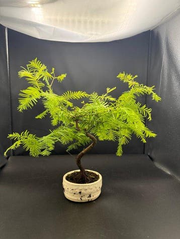 Lariks bonsai (Larix) - Hoogte (boom): 25 cm - Diepte