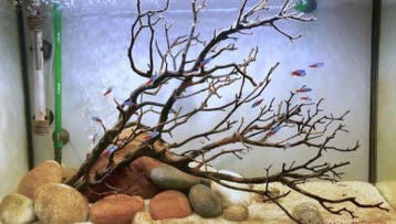 Thai wood yellow 25-35cm aquarium decoratie hout, Verzenden, Nieuw, Plant(en), Steen of Hout