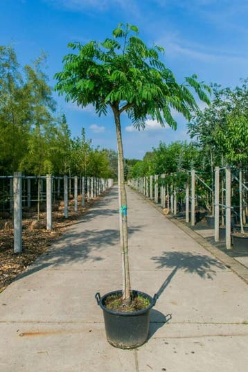 Albizia julibrissin hoogstam 4/6 (spil)