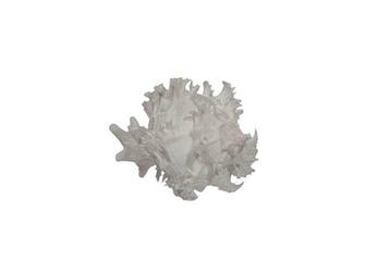 Zeldzame albino-endivieslak: Hexaplex endivia f. albino (90, Nieuw