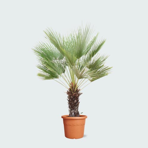 olivenbaum gross im topf Olea Europaea Cultivo verzweigt – 210cm main image 1