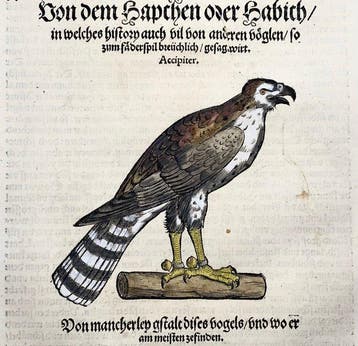 Conrad Gesner - First Issue - Goshawk, Hawk, ornithology -