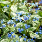 Brunnera macrophylla Silver Spear - Wortelgoed - 5 stuks, Verzenden