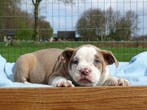 Old English Bulldog pups! | Mogen mee! | Hartelijk Welkom., Parvo, Nederland, 8 tot 15 weken, Bulldog