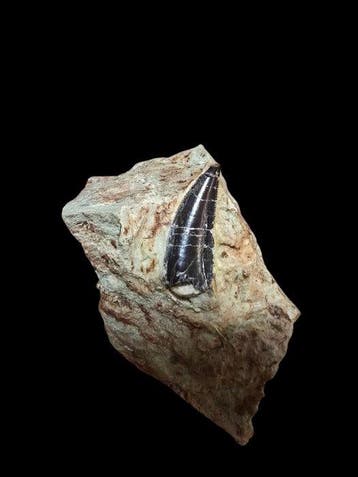 Megalosaurus - Fossiele tand - 6 cm - 3 cm
