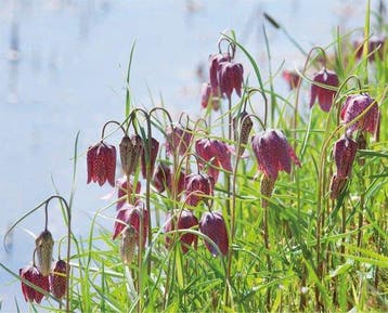 Het Kievitsbloemen Boek. Bergplant aan zee. 9789491705281, Verzenden, Zo goed als nieuw