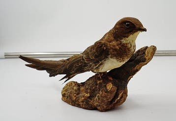Alpenzwaluw Taxidermie volledige montage - Tachymarptis, Nieuw