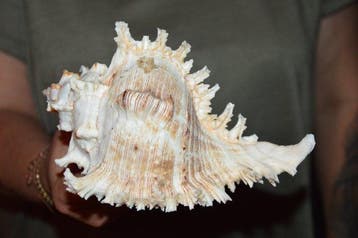 Zeeslak Zeeschelp - M-491 CHICOREUS RAMOSUS (Zonder, Verzamelen, Nieuw