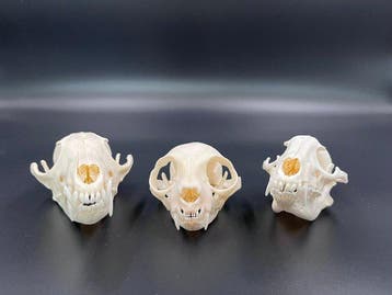 Vos, kat, wasbeerhond Schedel van een zoogdier - Vulpes, Nieuw