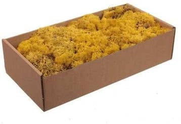 Rendiermos IJslandsmos Finlandsmos Okergeel 500 gram, Ophalen of Verzenden, Nieuw